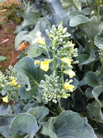 October bees and broccoli going to flower