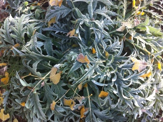 frost tinged artichoke with cottonwood leaves